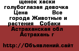 щенок хаски  голубоглазая девочка › Цена ­ 12 000 - Все города Животные и растения » Собаки   . Астраханская обл.,Астрахань г.